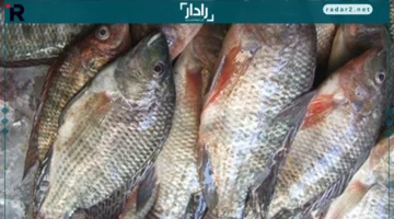 أسعار كيلو البلطي في كفر الشيخ اليوم السبت 25-10-2025